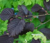 My selection of 15 plants with purple foliage