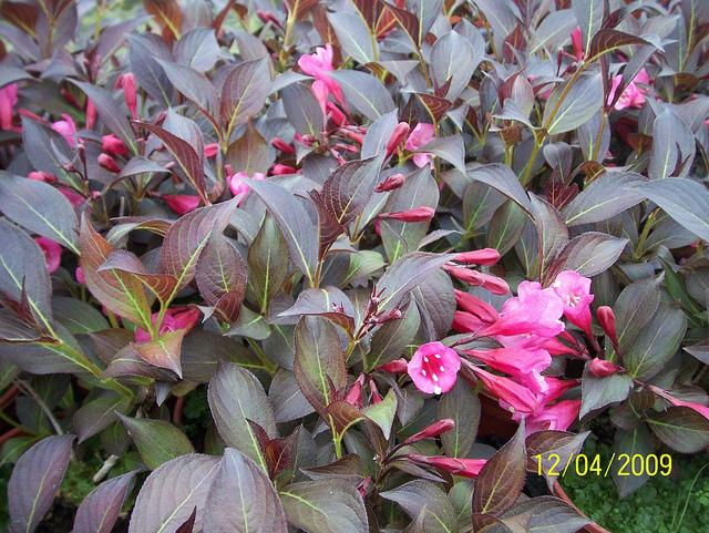Weigela florida 'Alexandra' © Leonora Enking-Flickr (Creative Commons)
