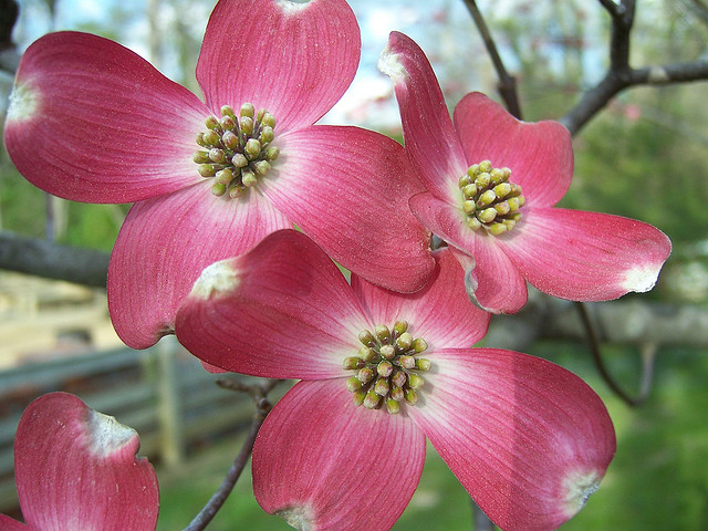 Cornus florida 'Rubra' ©Phillip Merritt-Flickr (Creative Commons)