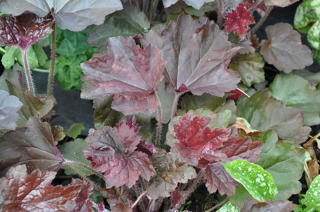 Heuchera 'Palazzo Viola' © Stefano-Flickr (Creative Commons)