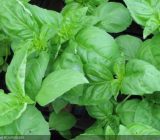 The 10 essential aromatic plants for your garden