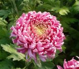 The most beautiful autumn flowers. Perennial plants to have in the garden – Home and family > Plants