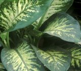 6 poisonous plants you may have at home – Home and family > Plants