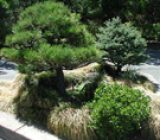 Trees with good Feng Shui – Home and family > Plants