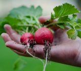 Which vegetables grow the fastest? 10 varieties to have in the garden – Home and family > Plants