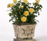 Dwarf roses: color and freshness – Home and family > Plants