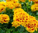 The Magic of Flowers from Seeds: How to Grow Beauty from Scratch – Home & Family > Plants