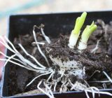7 vegetables that regenerate from waste. You can grow them in your kitchen! – Home and family > Plants