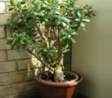 Plants with good Feng Shui – Home and family > Plants