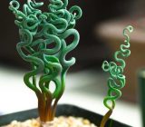 10 strangest houseplants. Hair from another planet! – Home and family > Plants – Page 1