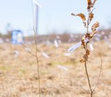 Bayer plants for a green future! – Home and family > Plants