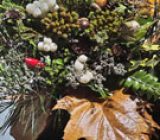 The actual descent – Home and family > Plants